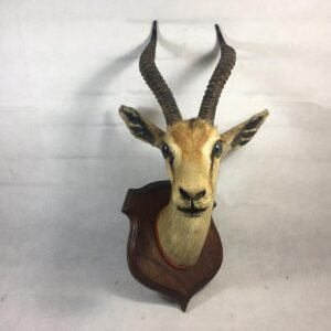 Trofeo de Corzo taxidermia original 24x37x30 cm