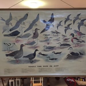Antiguo mapa original de escuela de "Aves de marismas y costa "By H.J.Slijper para NVWJ Thieme&Cie Holanda 1959 100x70 cm