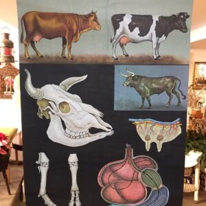 Antiguo mapa original de escuela " Anatomía de la vaca" By Jung-Koch Quentell para Lehrmittelverlag Hagemann Alemania 1959 80x120 cm