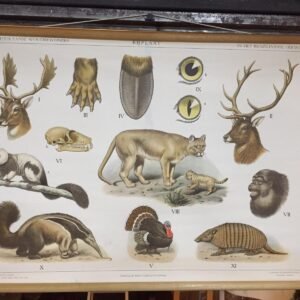 Antiguo mapa original de escuela de "Animales del bosque en América del Norte "By M.A.Koekkoek para J.B.Wolter`s Publishing Co. Groningen 1950`s 102x75 cm
