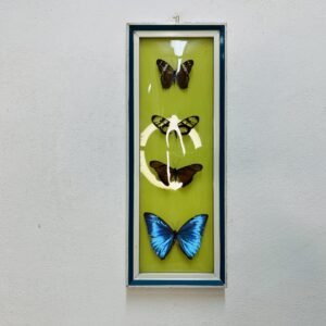Wallart Papillon 1960’s 32x12 cm