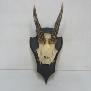 Skull corzo 1975
