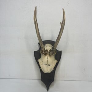 Skull corzo 1978