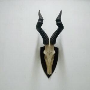 Skull de Alcéfalo Namibia 2009
