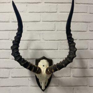 Trofeo de Impala en Umkombo Zimbabue 1997 52x36 cm non-cite species