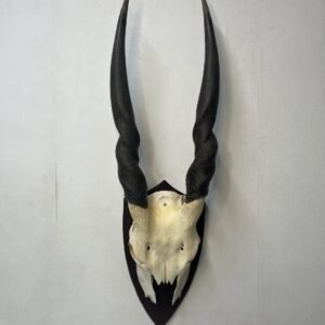 Skull de antílope Eland Sudáfrica 2001