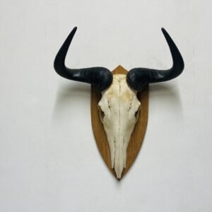 Skull de Ñu Ombundia 2004