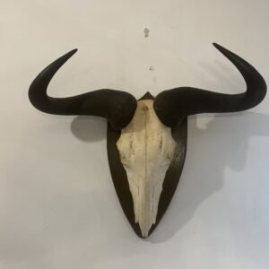 Skull de Ñu Zimbabue 1997