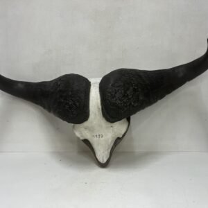Skull de búfalo africano Zimbabwe 1992
