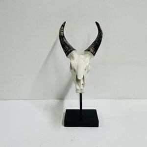 Springbock skull 42 cm