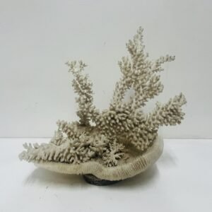 Coral blanco 42x42 cm