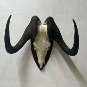 Skull de Gnu negro de cola blanco Zimbawue 2009