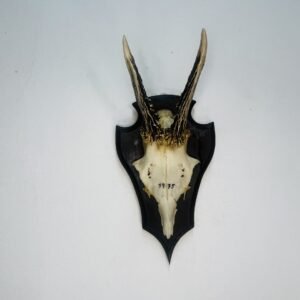 Skull de corzo 1975