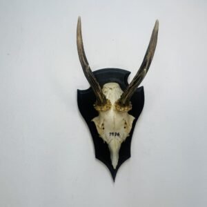 Skull de corzo 1976