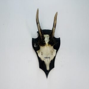 Skull de corzo 1977