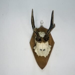 Skull de corzo 1983